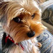 Схема вышивки «Хитрюшка»