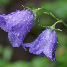 Схема вышивки «В каплях росы»