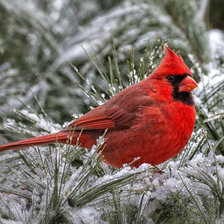 Схема вышивки «КАРДИНАЛ»