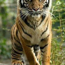 Tigre.