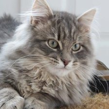 Схема вышивки «Gato.»