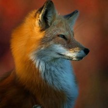 Схема вышивки «Лиса»