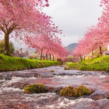 Схема вышивки «Сакура цветет»