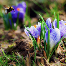 Схема вышивки «ПРИМУЛЫ В ЛЕСУ»