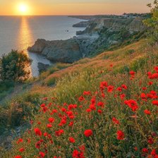 Схема вышивки «МАКИ В КРЫМУ»