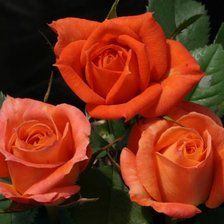 Схема вышивки «ТРри розы»