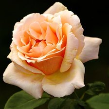 Схема вышивки «Розочка»