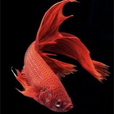 Схема вышивки «Бойцовая рыбка»