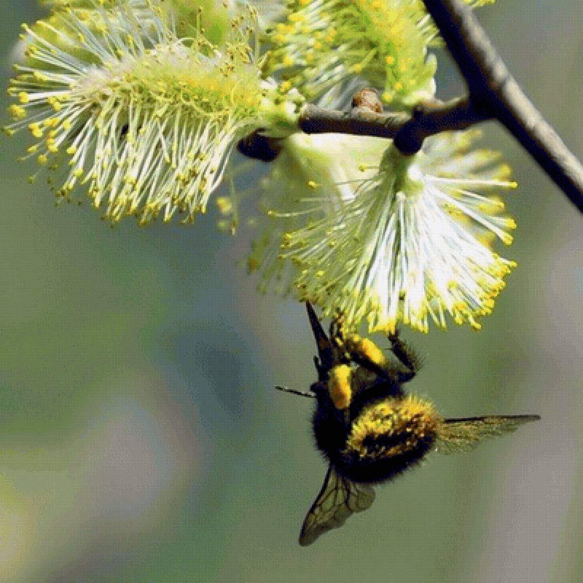 Пчелка - пчела, цветы - предпросмотр