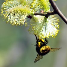 Схема вышивки «Пчелка»