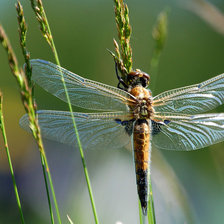 Схема вышивки «Стрекоза»