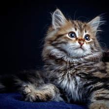 Схема вышивки «Полосатик»