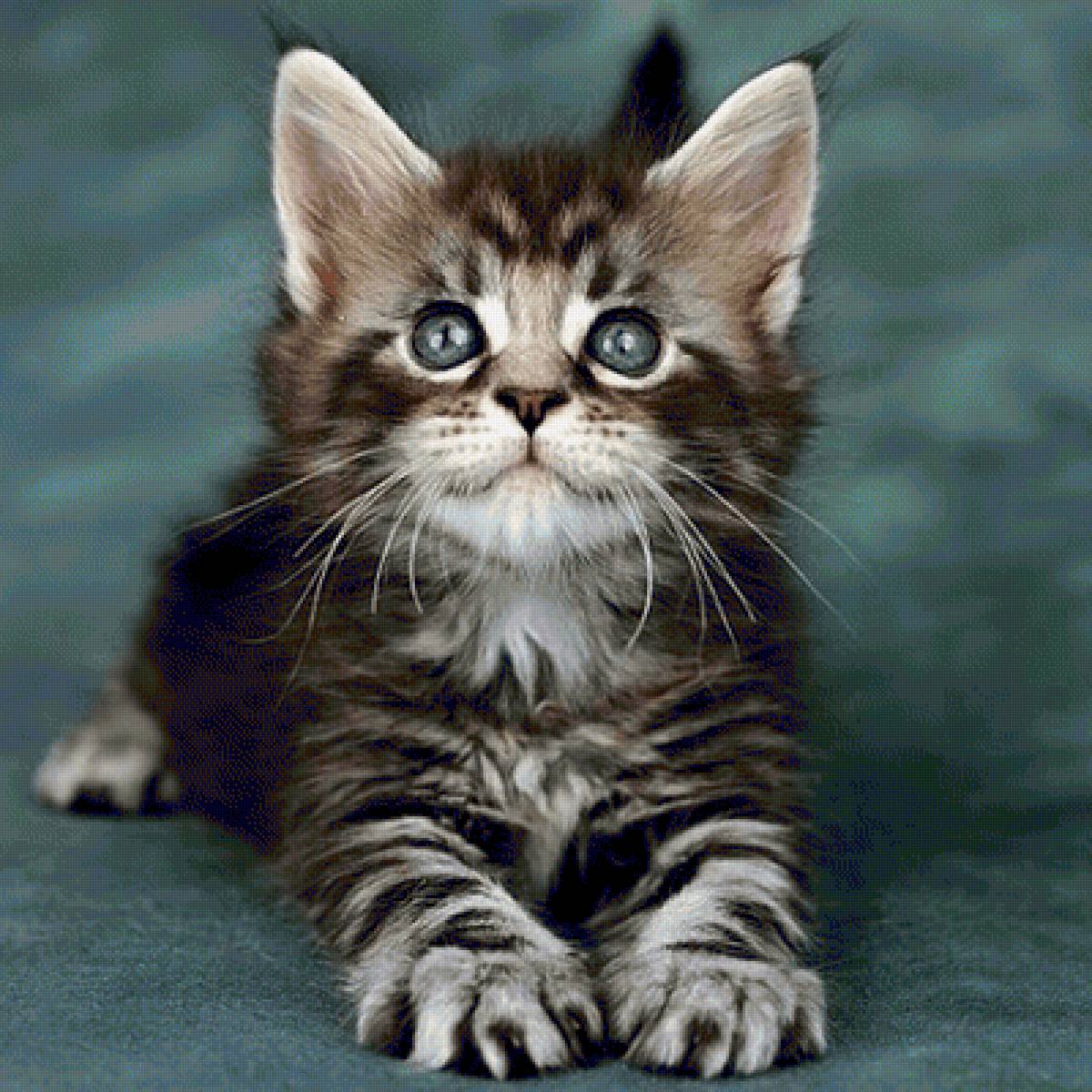 Пушистый полосатик - кошки, котенок, животные - предпросмотр