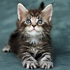 Схема вышивки «Пушистый полосатик»