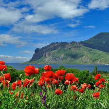 Схема вышивки «маки»
