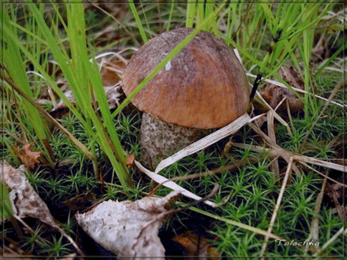 Грибочек - грибы, подберезовик - предпросмотр