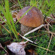 Схема вышивки «Грибочек»