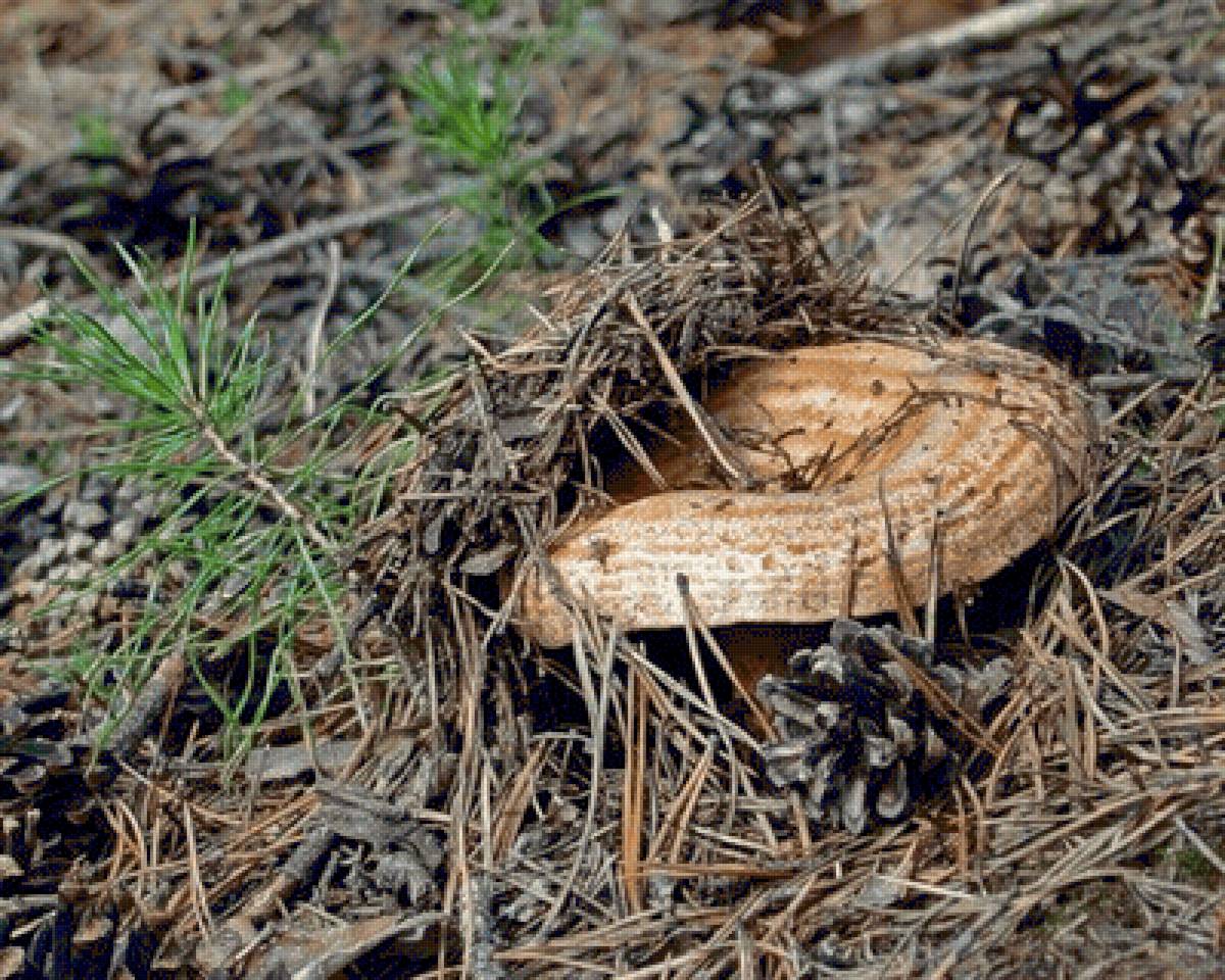Рыжик - рыжик, грибы - предпросмотр