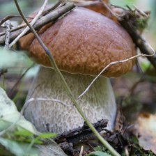 Схема вышивки «Боровик»