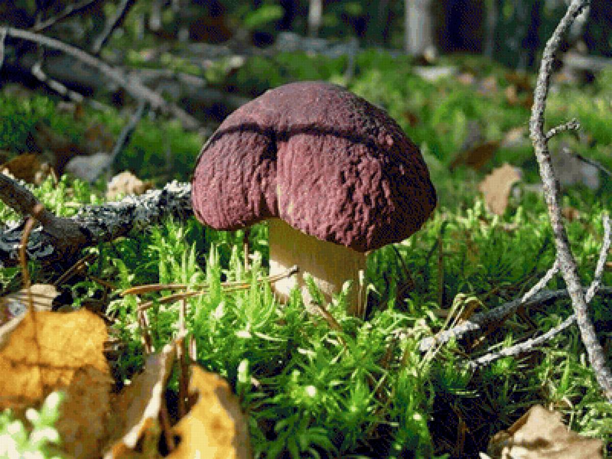 в шоколодной шляпке - белый гриб, природа, лес - предпросмотр