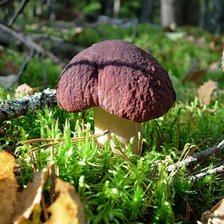 Схема вышивки «в шоколодной шляпке»