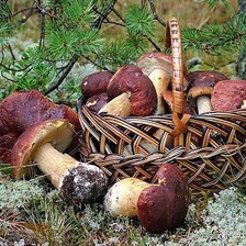 Схема вышивки «Удача грибника»