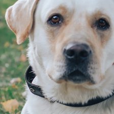 Схема вышивки «Лабрадор  Ричард»