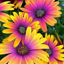 Схема вышивки «Цветы»