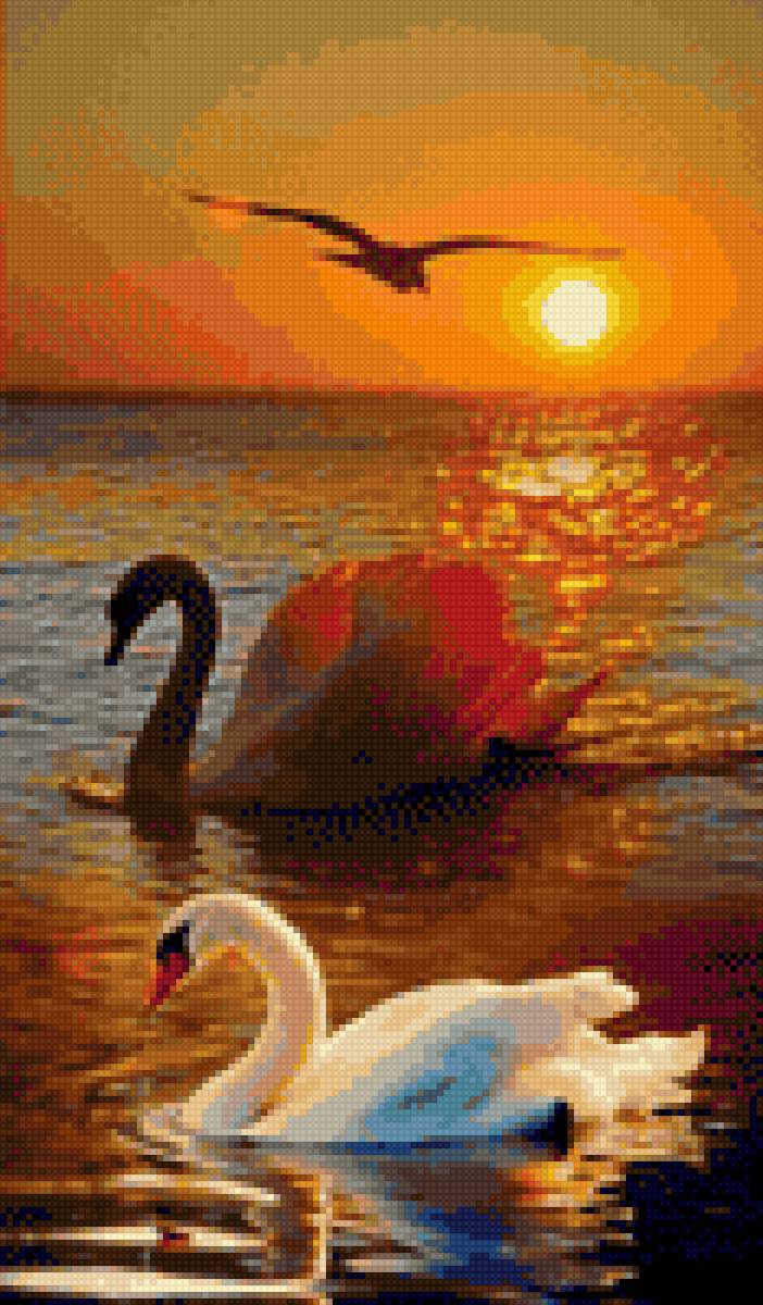 Лебеди - природа, река, закат, красота, лебеди - предпросмотр