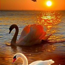 Схема вышивки «Лебеди»