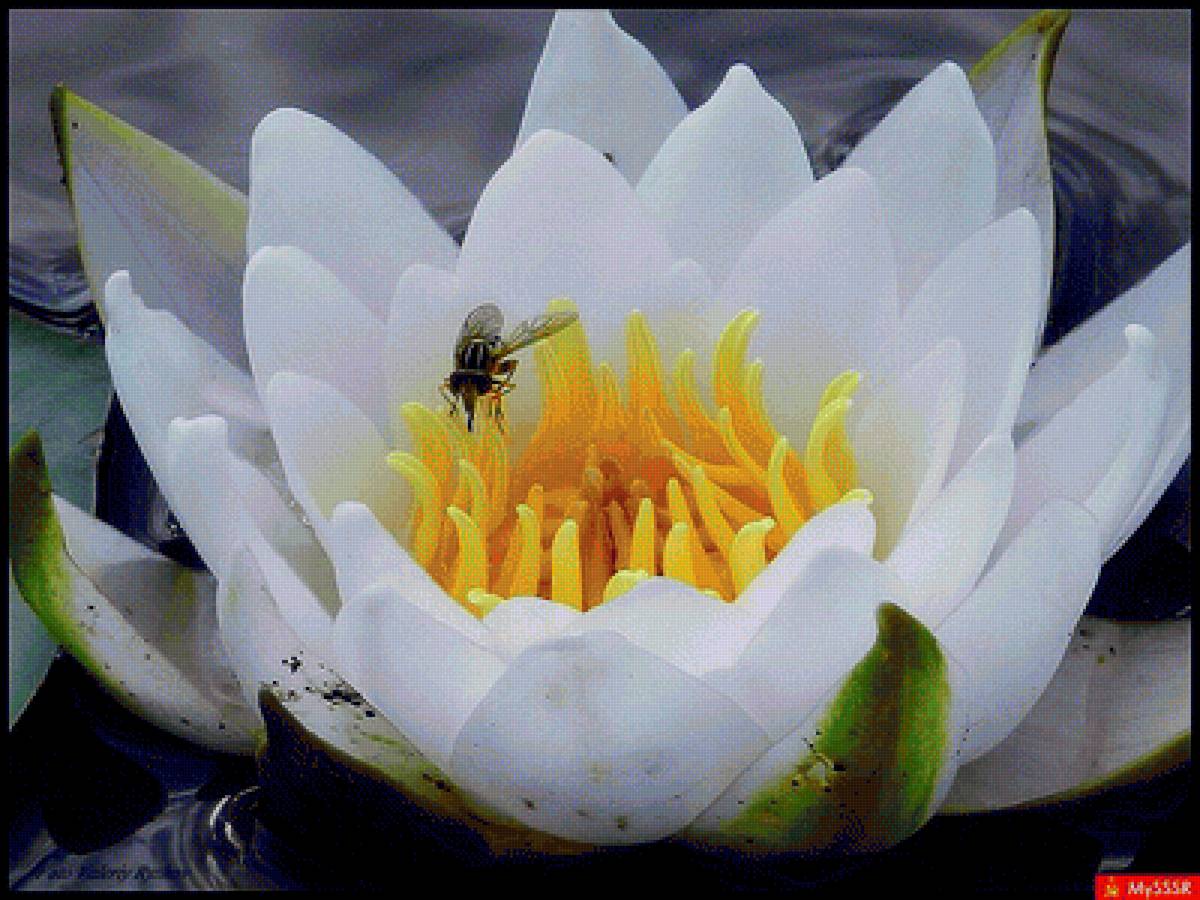 Вынужденная посадка - насекомые, кувшинка, муха, цветы - предпросмотр