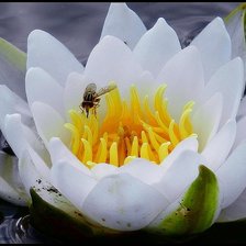 Схема вышивки «Вынужденная посадка»