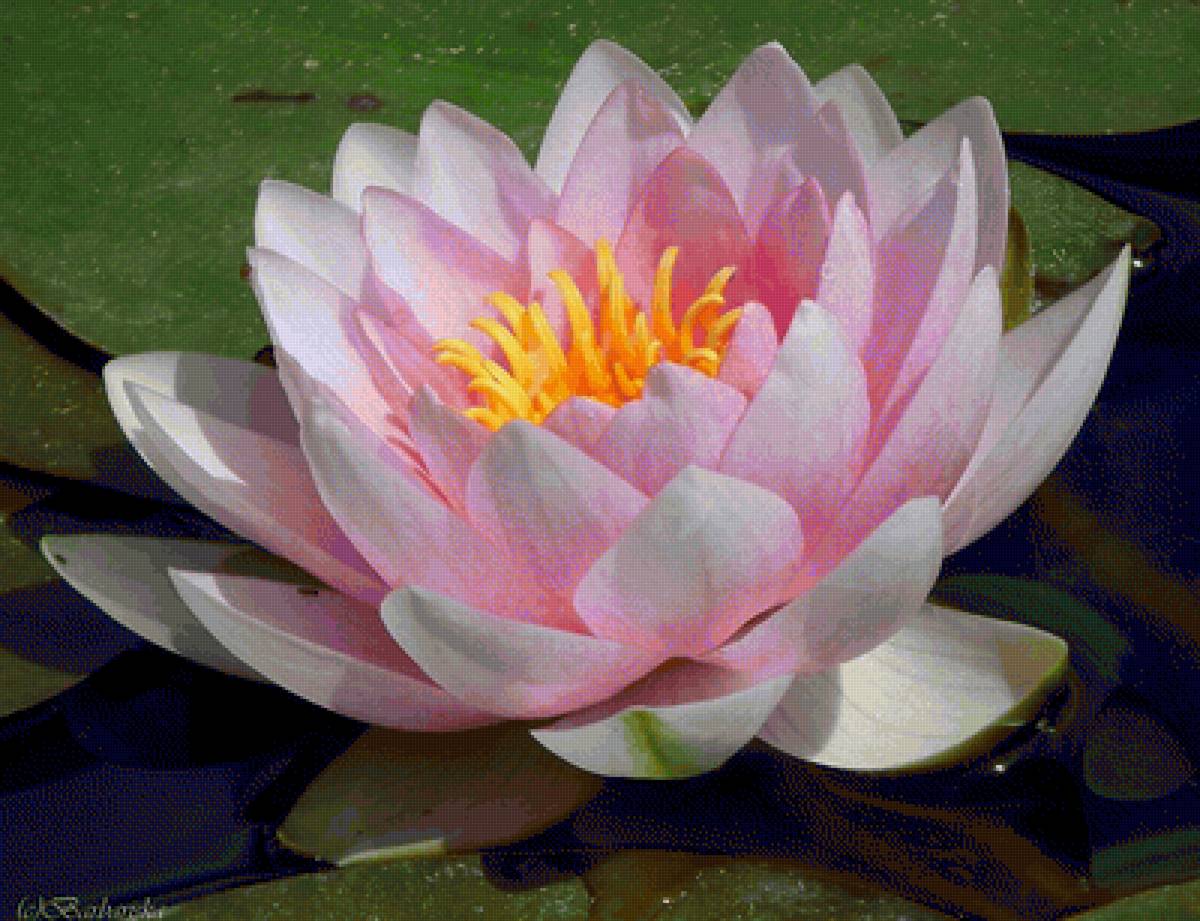 Нежная кувшинка - предпросмотр