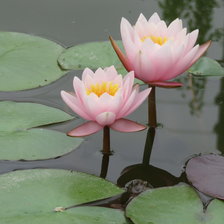 Схема вышивки «Кувшинки»