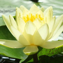 Схема вышивки «Кувшинка»