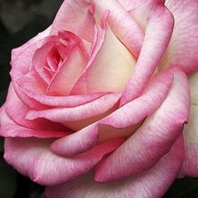 Схема вышивки «Роза»