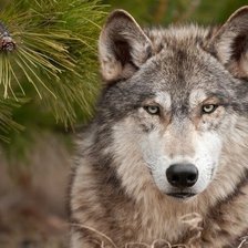 Схема вышивки «Волк в елках»