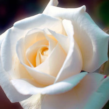 Схема вышивки «Роза»