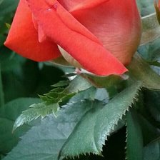 Схема вышивки «Прелестная роза»