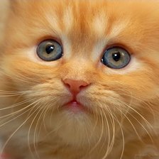 Схема вышивки «Рыжуля»