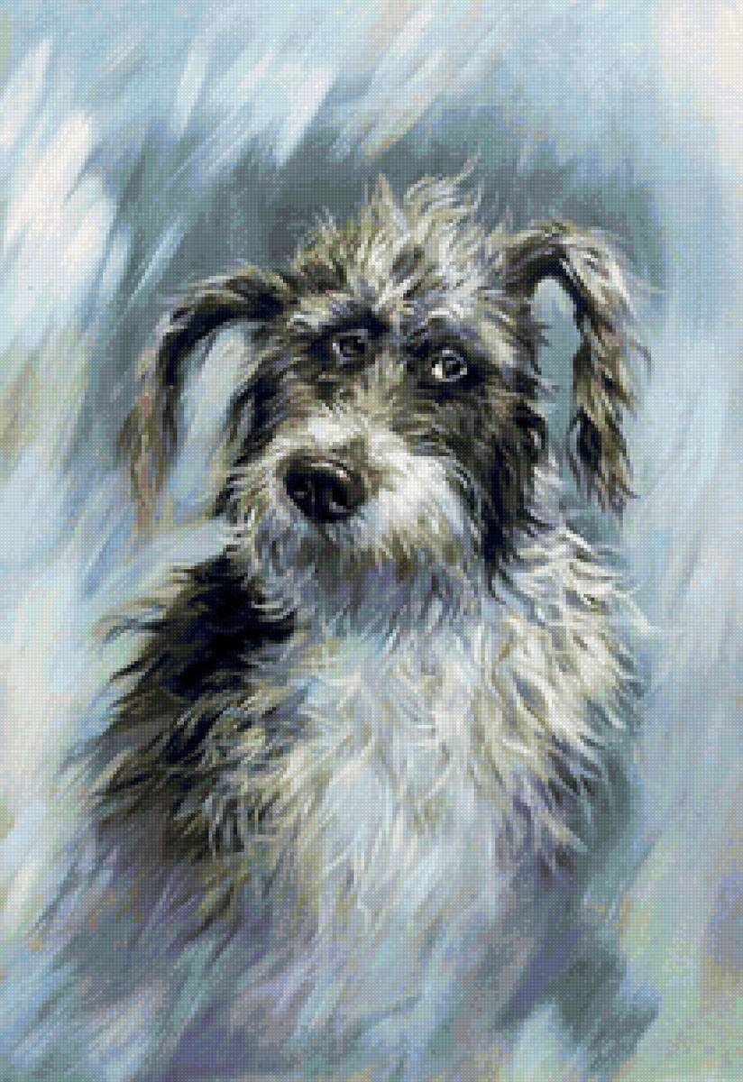 Лохматый - животные, собака - предпросмотр