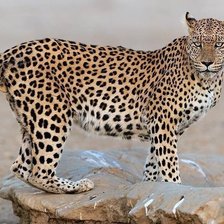 Схема вышивки «Onça pintada.»