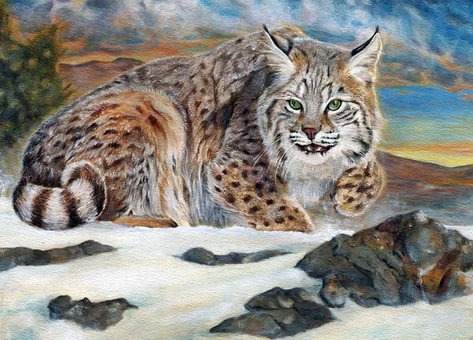 Lince. - animais. - оригинал