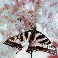 Схема вышивки «Бабочка»