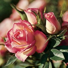 Схема вышивки «Розы»