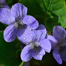 Схема вышивки «Лесные фиалки»