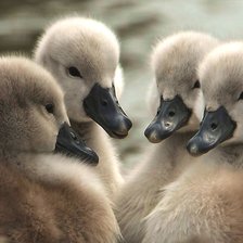 Схема вышивки «№2293799»