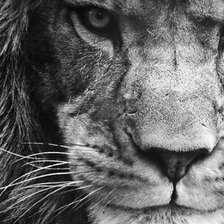 Схема вышивки «Лев»