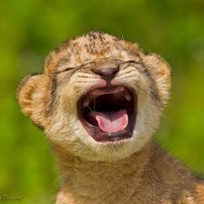 Схема вышивки «львёнок»