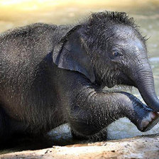 Схема вышивки «слоник»